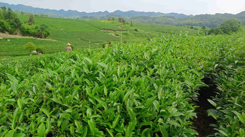 Shuangshi tea garden