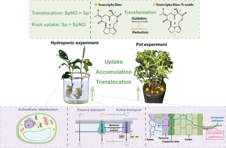 Schematic diagram of uptake, accumulation, translocation and transformation of SpSpNO in tea plants