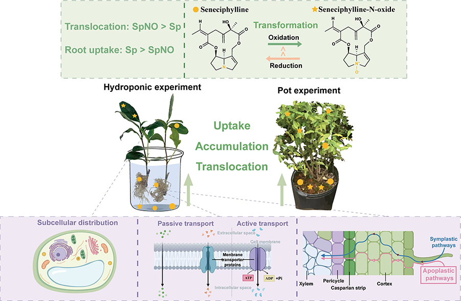 Schematic diagram of uptake accumulation translocation and transformation of SpSpNO in tea plants