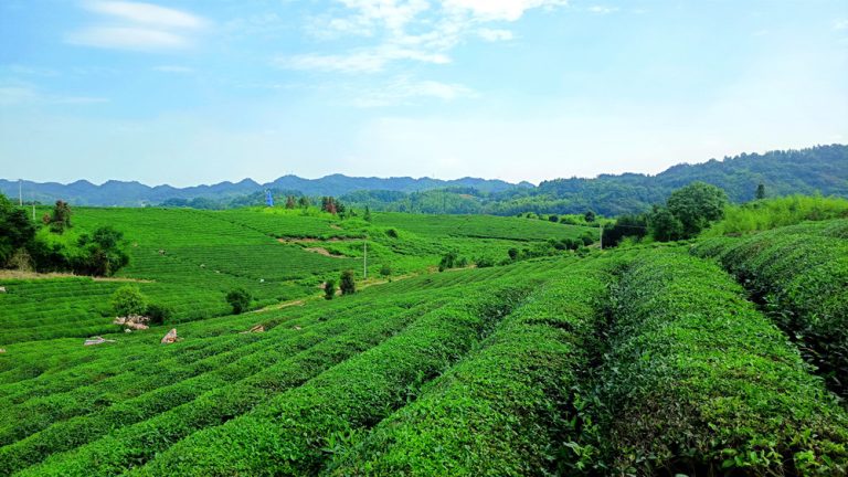 Shuangshi tea garden